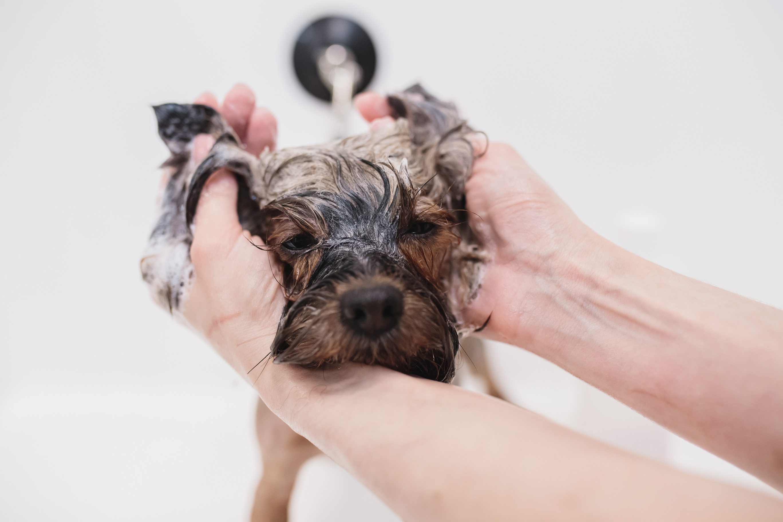 Washing Dog in the Grooming Salon 